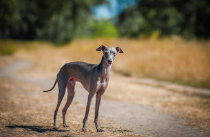 Italian Greyhound